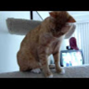 Meet your Posher, Gianna